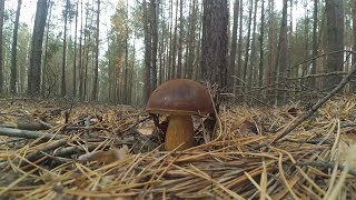 Польские грибы в ноябре 2018