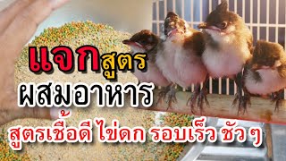 สูตรผสมอาหารพ่อแม่พันธุ์นกกรงหัวจุก เชื้อเดินดี ไข่ดก ไข่รอบเร็วมาก