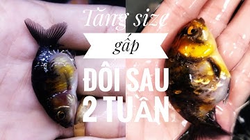 Fish 55: Bí quyết groom cá của AZRanchu - Giúp cá tăng size gấp đôi sau 2 tuần
