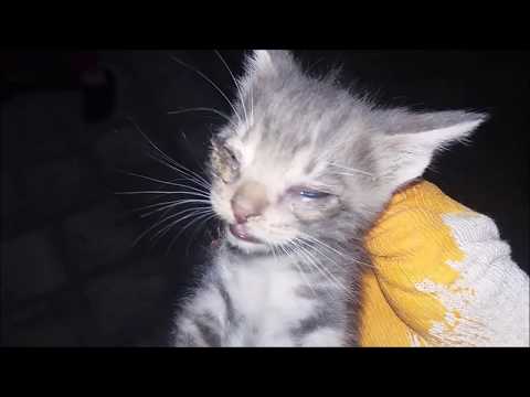 Kedilerde Goz Akintisi Miyhav Com
