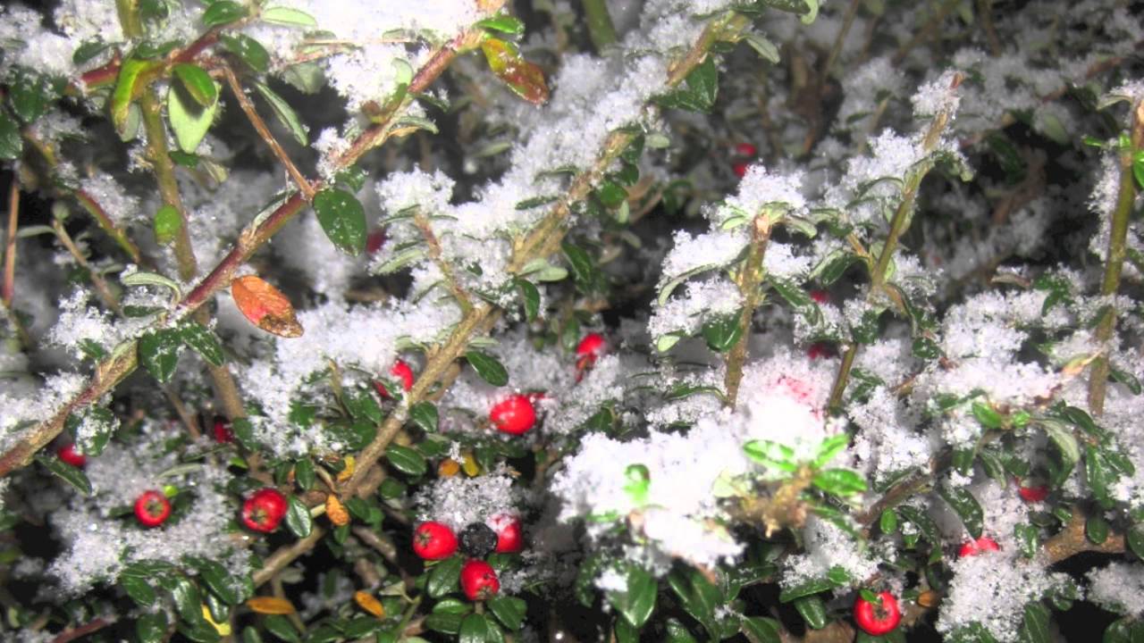 quot tawel nos quot acapella quot silent night quot in welsh youtube acapella christmas music