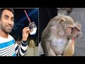 नज़र न लगे भई हमारी मोटो को | Moto Looking So Smart | Monkeys Top Funny Video | Monkeys Viral Video