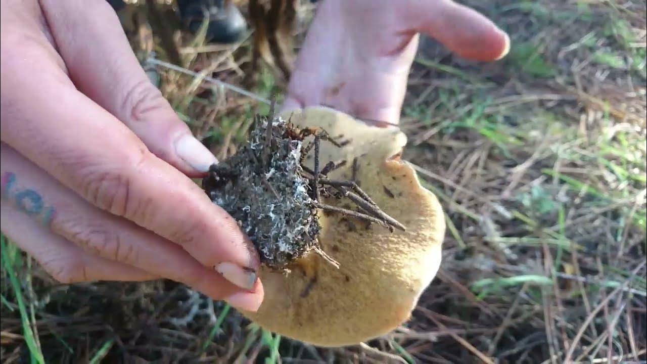 Wild MushroomsForaging in the woods of Portugal YouTube