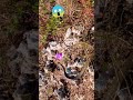 ЁЯШ ЁЯРН Snake Animals Shortvideos Subscribe Youtubeshorts Shorts Viral Short Usa ЁЯШ ЁЯРН Snake Animals Shortvideos Subscribe Youtubeshorts Shorts Viral Short Usa