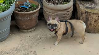 Daily Frenchie Dose May 4, 2024 - Digging A Hole!