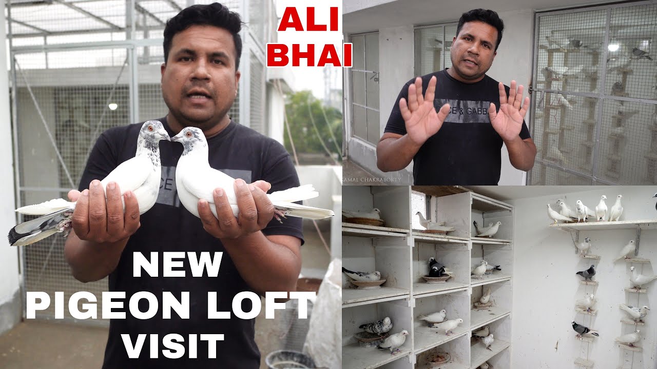Pigeon Lover Ali Bhai New Pigeon Loft Visit ( 2024 ) - Kolkata Rajarhat New Town  (  9051331252 )
