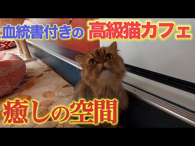 創業37年！楽天が作り上げたワンランク上の猫カフェ！in東大阪 - YouTube