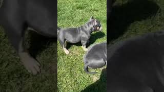 Lucky Luciano granddaughter at 11 weeks old off Nala x Jojo both pockets