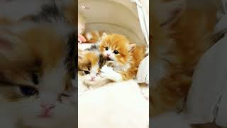 Cute Kittens❤️【123】#Shorts #Cutecat520 #Cat #Kittens #Pets