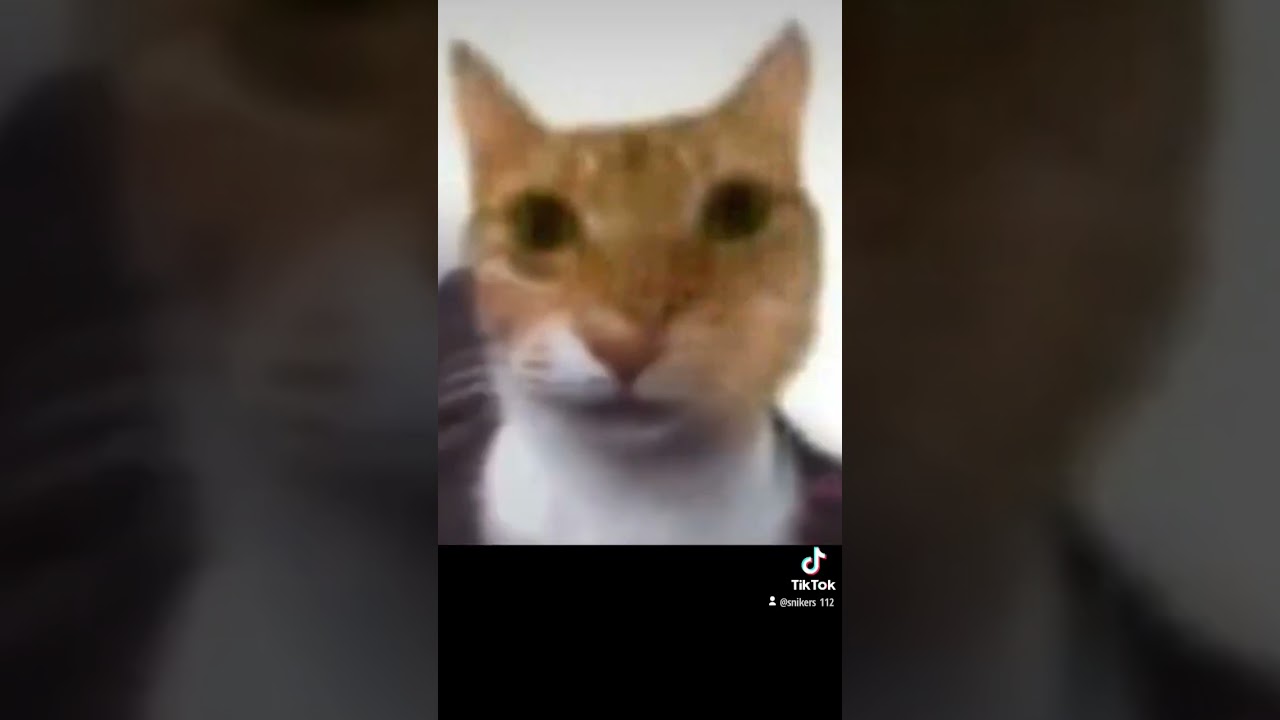 мой тикток акк snikers112 на видео показано 