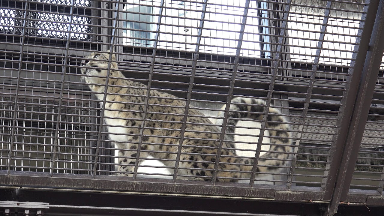 Introducing Snow Leopard Cub Yukiti ユキヒョウ にらめっこ ジャンプ かわいい かっこいい Youtube