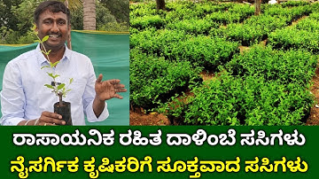 ನೈಸರ್ಗಿಕ ಕೃಷಿಕಾರಿಗಾಗಿ ರಾಸಾಯನಿಕ ರಹಿತ ದಾಳಿಂಬೆ ಸಸಿಗಳು | organic  pomegranate plants for natural farming