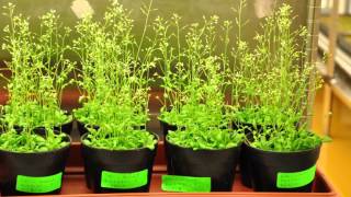 Biological and Environmental Sciences & Engineering Division at KAUST