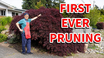 This maple has never been pruned before. Watch what happens when we apply bonsai pruning techniques!