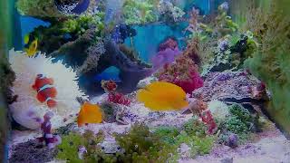 「Relaxing and pleasant music: real and beautiful aquarium~Heal your mood and relax your body an」的副本 by yeeco 2 views 6 days ago 10 minutes, 20 seconds