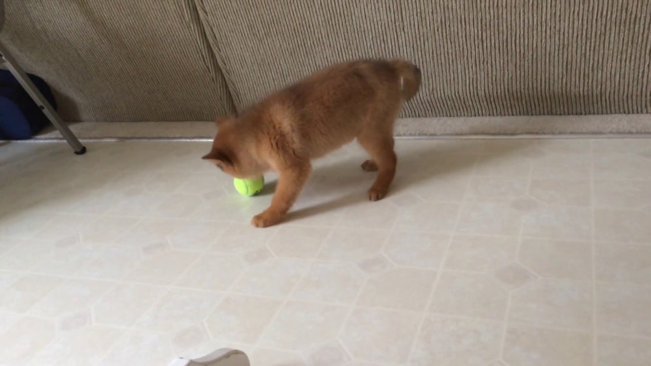 Hunter, a Finnish Spitz puppy, 9 weeks, 2014 - YouTube
