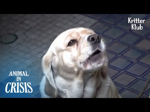 Video: Bác sĩ thú y yêu cầu Euthanize Dog quyết định thay đổi cuộc sống của mình