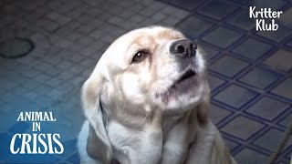 Dogs Wail Every Night For Their Guardian Who Won't Come | Animal in Crisis Ep 309