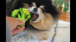 Dog Reacts To Broccoli | Pomeranian Hates Broccoli by Mocha Pom 8,784 views 3 weeks ago 1 minute, 45 seconds
