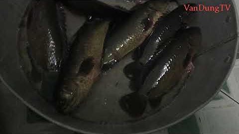 THÀNH QUẢ CỦA MỘT NGÀY ĐI CÂU CÁ RÔ ĐỒNG - TẬP 3 - VANDUNG TV