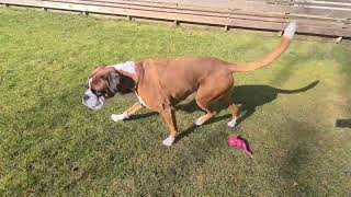 I LOVE watching boxer Rex and Sammie play! 😍 by BoxerRex 1,460 views 1 month ago 2 minutes, 41 seconds