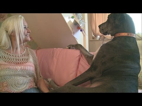 Freddy: Officially the biggest dog in the world