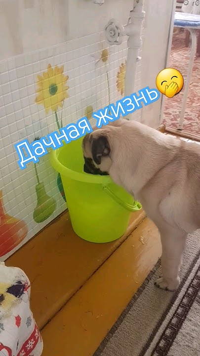 мопсик везде найдет где водички попить😹 #мопсики #pug #puglife #щенок ...