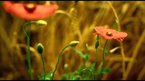 تلاوة طيبة من مساجد ليبيا / سلوق / مسجد أم القرى / الشيخ بشير الجرماني