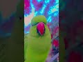 mithu Billi kaise bolti h #parrot #nonstoptalkingparrot #funnyanimal #talkingparot #funnybird