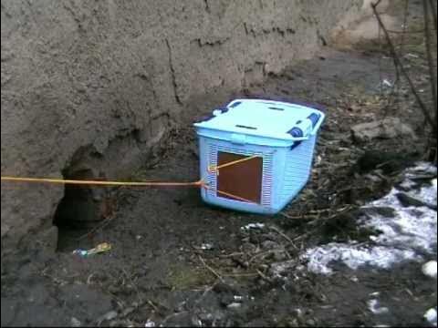 Поймать или впоймать. Ловушки на птиц в лесу. Как поймать. Снасть из бутылки. Ловушка для карася.