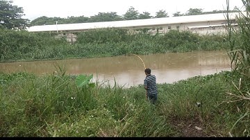 Câu cá tra sông vàm cỏ Đông , bị lôi cần.