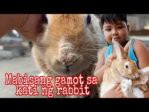 Video: Ang Mahal Na Araw Ay Hindi Magandang Oras Upang Kumuha Ng Isang Alagang Hayop Na Bunny-Kuneho