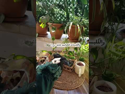 كاسة نسكافيه وهدوء بعد يوم طويل Crochet Accessorie شي أن Shein نسكافيه يومياتي راحة نفسية