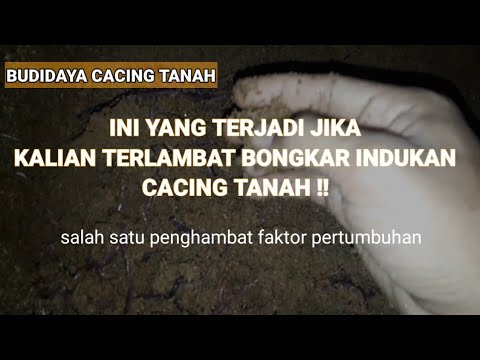 Video: Kayu Cacing Tanah Putih