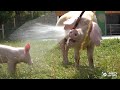 Wenn Schweine Duschen Wasserspaß Mit Den Ferkeln Pia Hein Und Willi Und Schweinemutter Hanna Wenn Schweine Duschen Wasserspaß Mit Den Ferkeln Pia Hein Und Willi Und Schweinemutter Hanna