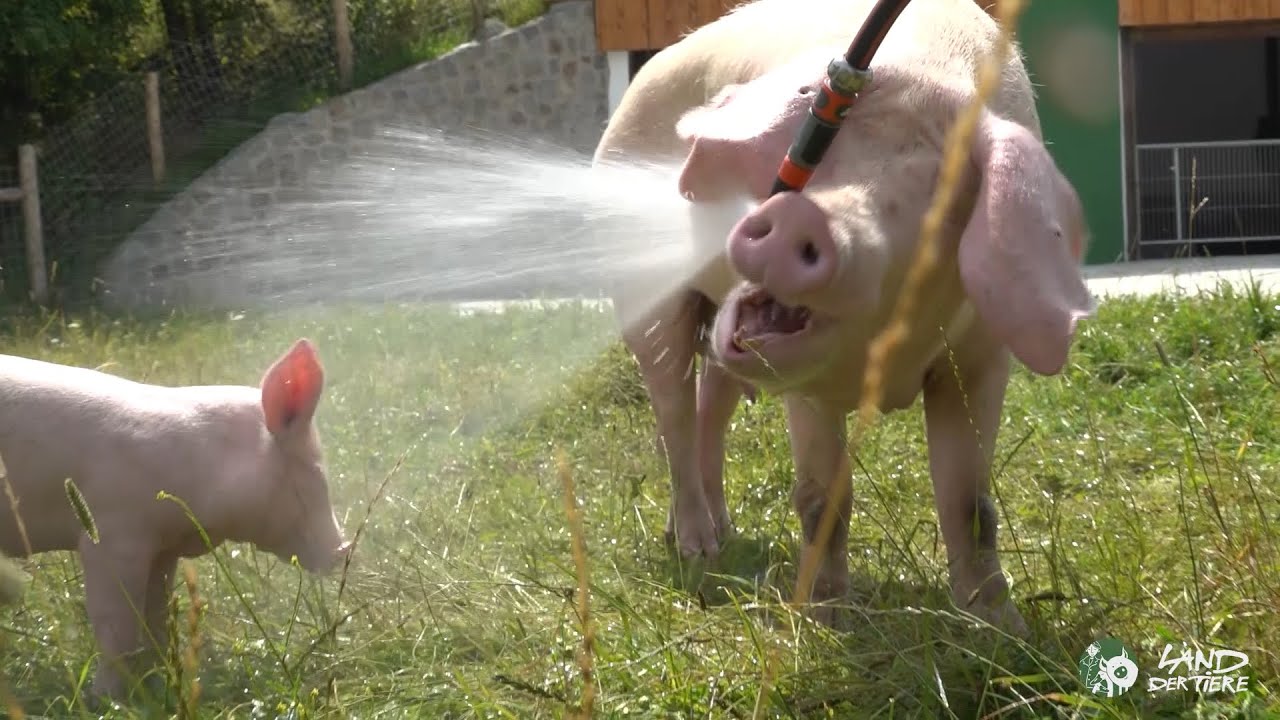 Wenn Schweine baden gehen: Badetag im Schweineland 🐷❤