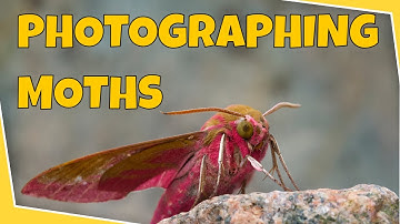 Photographing moths and using a Moth Trap