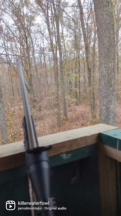 Whitetail deer hunting! 450 Bushmaster Ruger American Go Wild. November Rut! Delaware 2022.