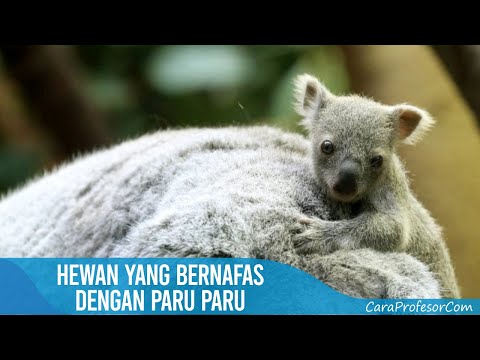 Hewan yang Bernafas dengan Paru Paru