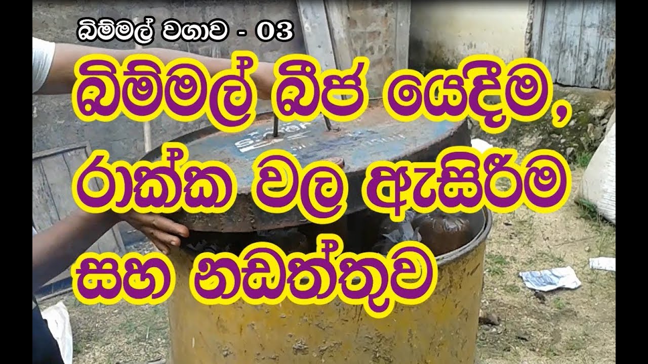 Mushroom - බිම්මල් වගාවේදී වගා මලු වලට බීජ දැමිම හා නඩත්තුව