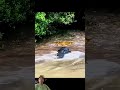 #wildlife #crocodile #animals #nature #fishing #freefirelover #freefire #catchit