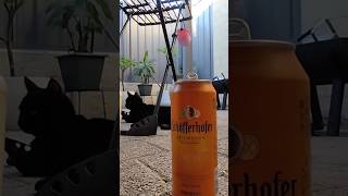 Schofferhofer Hefeweizen 5% Abv Beer #music #beer #cat