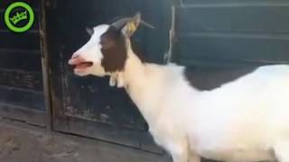Buda sağlam ama sesi gidik keçi