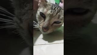 Kucing Lucu#Shorts #Short #Shortvideo #Kucing