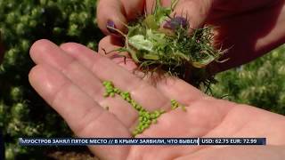 видео Краснодарский селекционер вывел новый сорт подсолнечника