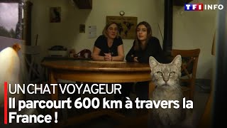 Un chat voyageur : il parcourt 600 km à travers la France !