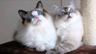 Pictures of my cat Ragdoll breed