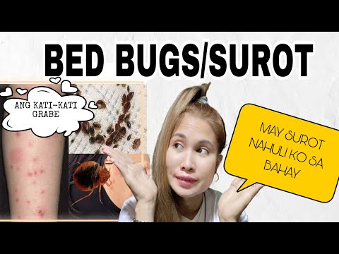 SUROT /BED BUG PUKSAIN +ANO ITSURA NG SUROT?PAANO MAWALA ANG SUROT?ANG SUROT SA BAHAY SAAN NANGALING