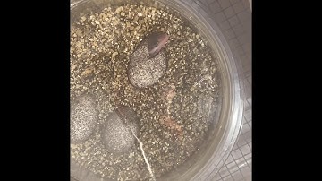 Leopard gecko hatching time lapse