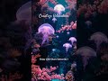 Underwater Cherry Blossom #relaxing #ambient #visualpoetry #creative #creativerelaxation #lulllab9